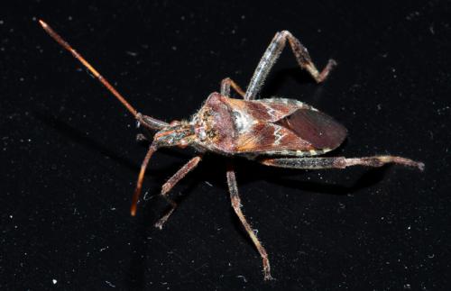 Leptoglossus occidentalis